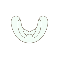 スポーツマウスガード